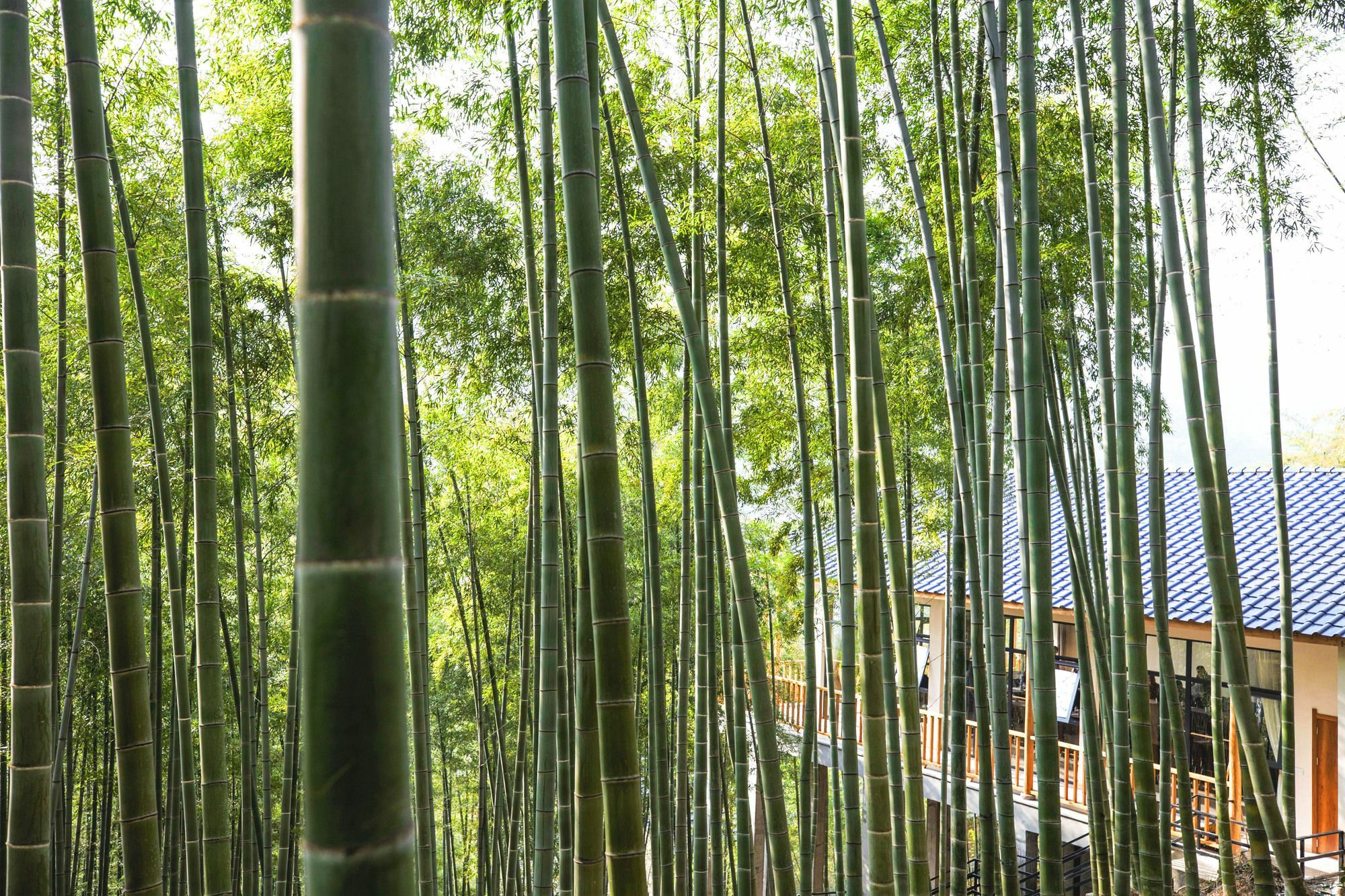 Moganshan Yinhuawu Resort Ngoại thất bức ảnh